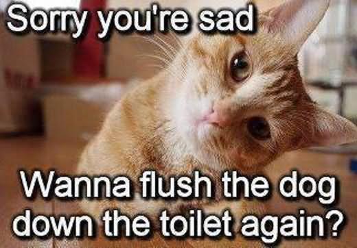 How To Flush A Dog S Eyes How To Flush A Dog S Eyes