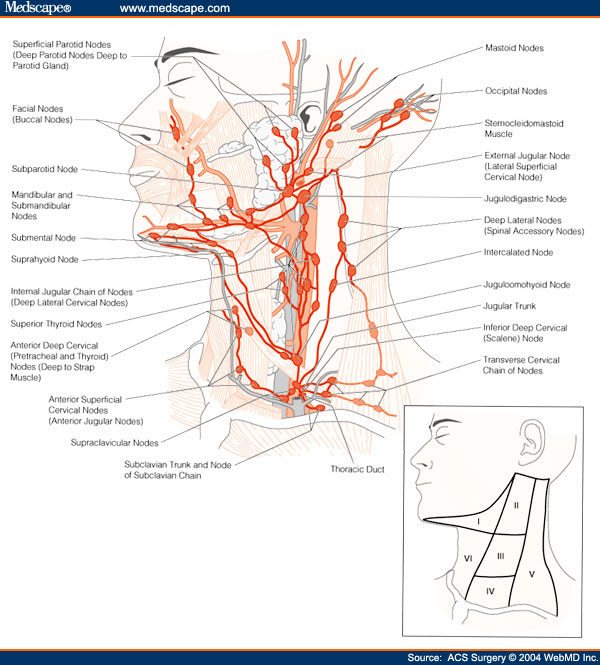 На шее лимфоузлы где расположены у человека. Лимфатическая система лица схема. Лимфатическая система головы и шеи схема. Схема лимфоузлов шеи с уровнями. Шейные лимфоузлы топография.