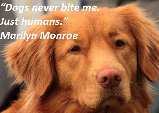 Quotes About Humans And Animals. QuotesGram