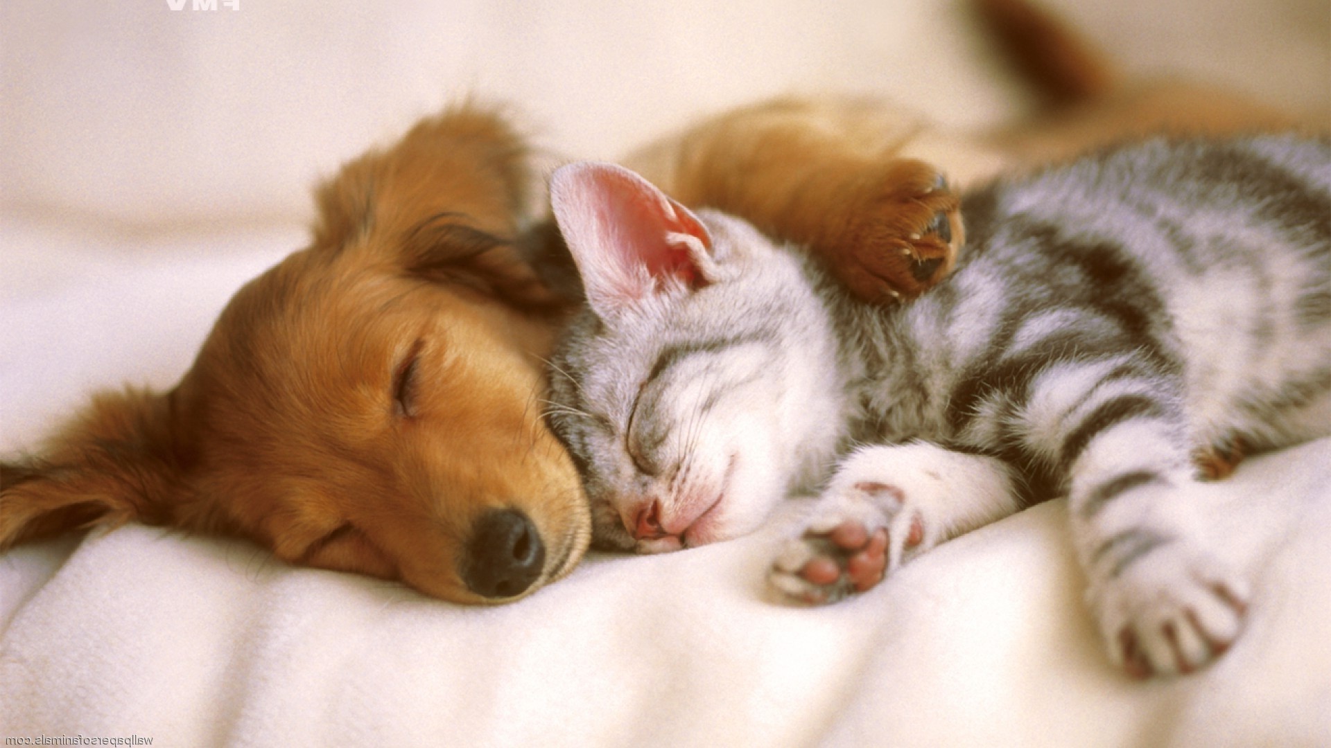 Dogs Love Each Other Quotes Quotesgram