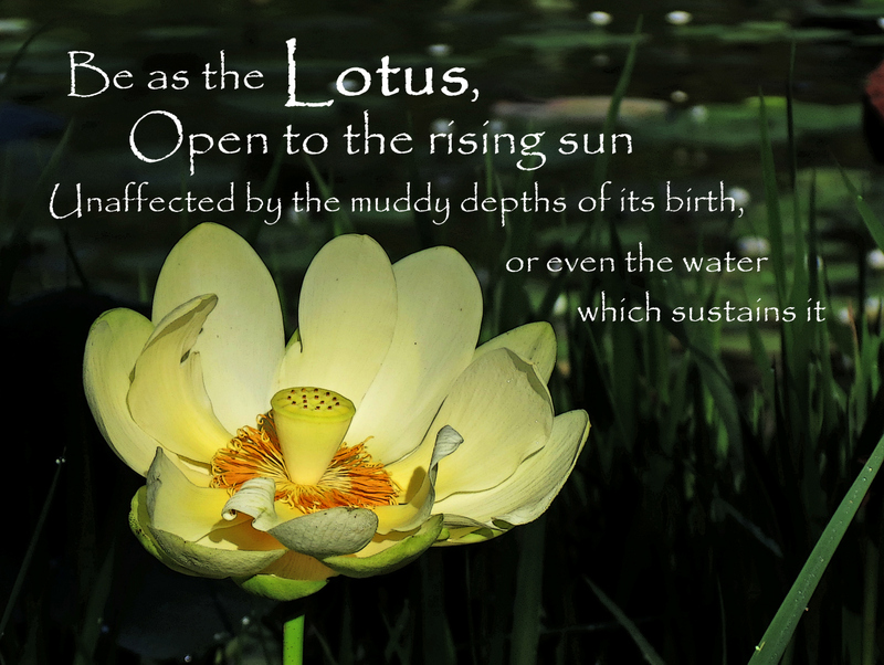 Lotus Blossom Quotes