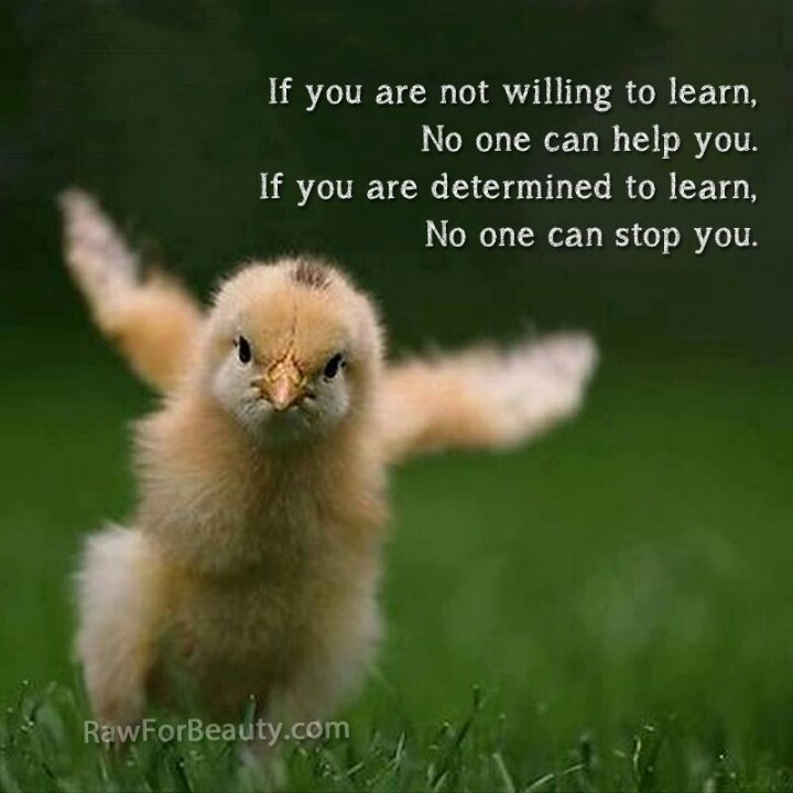 Learning To Fly Quotes QuotesGram learning-to-fly-quotes-quotesgram