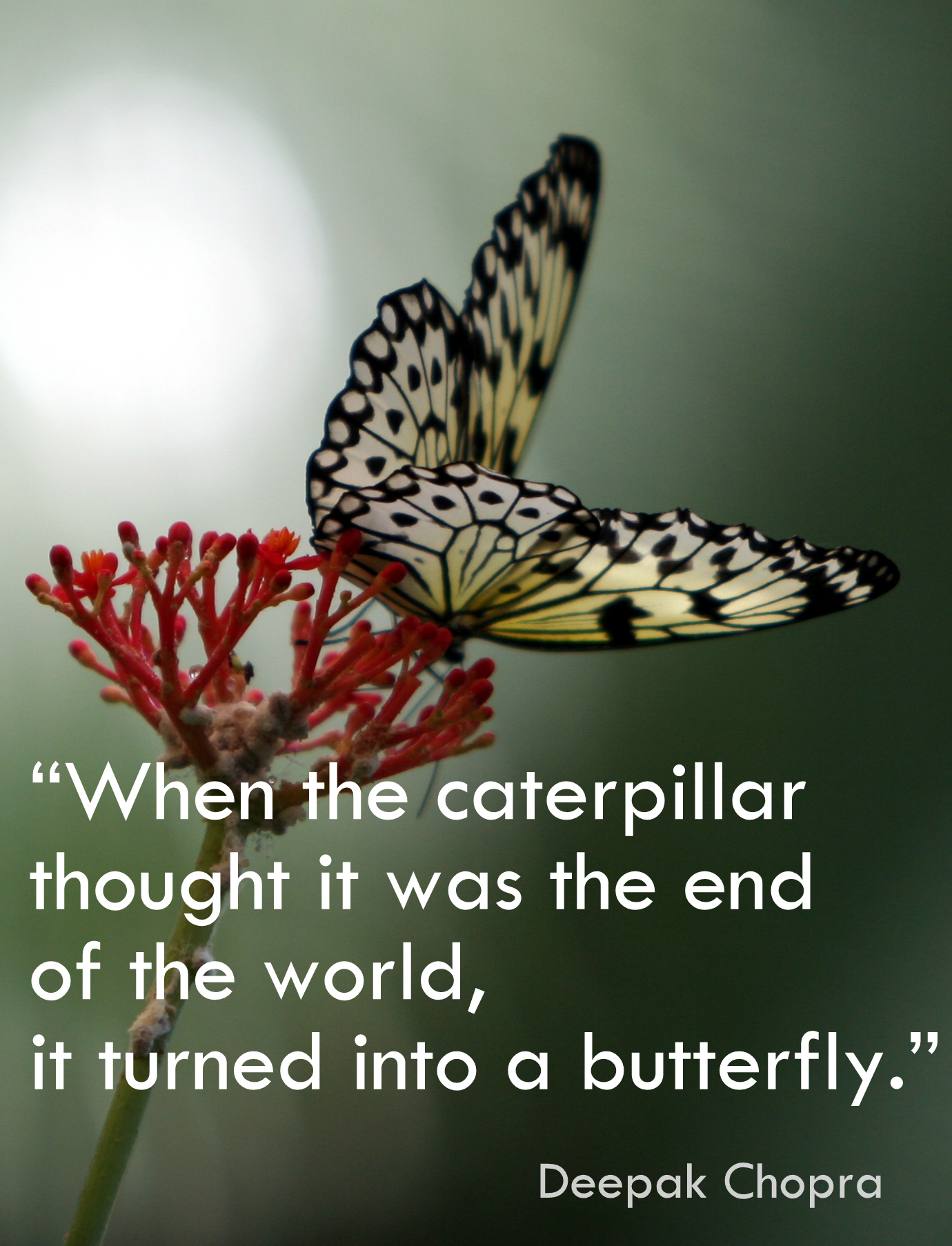 Butterfly Metamorphosis Quotes. QuotesGram