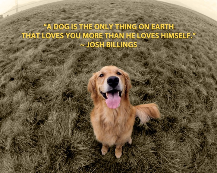 Dog Quotes Golden Retriever Quotesgram