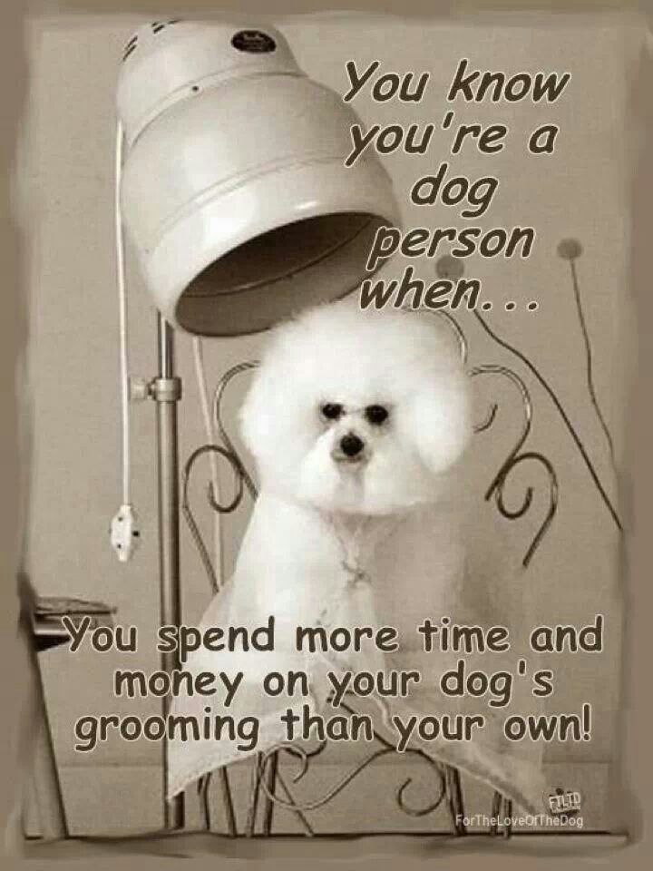 Dog Grooming Funny Quotes QuotesGram