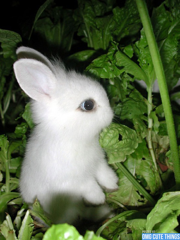 Bunnies With Baby Cute Funny Quotes Quotesgram Bunnies With Baby Cute Funny Quotes Quotesgram