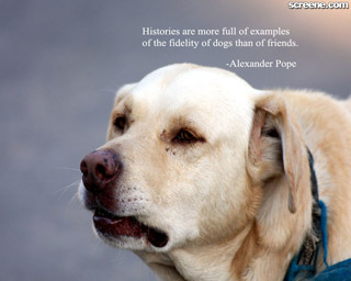 Dog Quotes Wallpapers. QuotesGram
