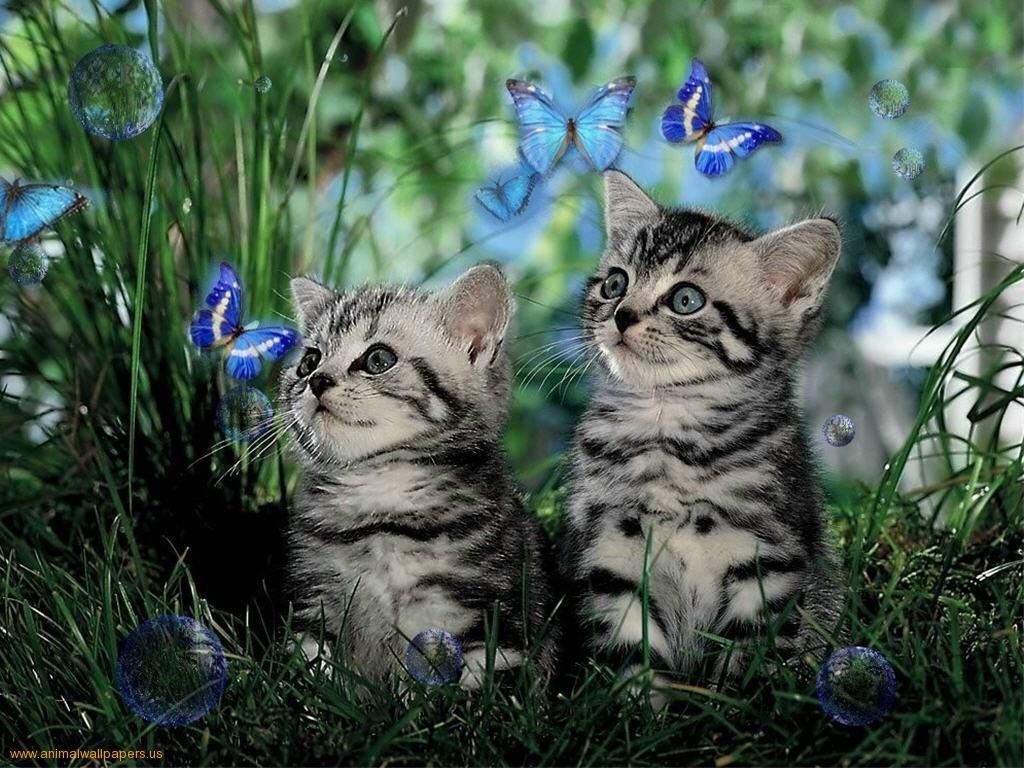 Bubbles Kitty Quotes. QuotesGram