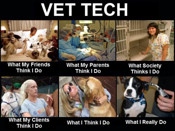 Quotes About Being A Veterinarian QuotesGram
