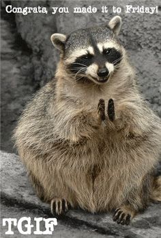 Tgif Funny Animal Quotes. QuotesGram