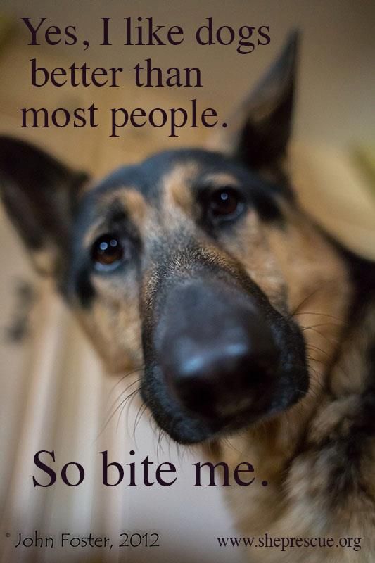 Animals Are Better Than People Quotes. QuotesGram
