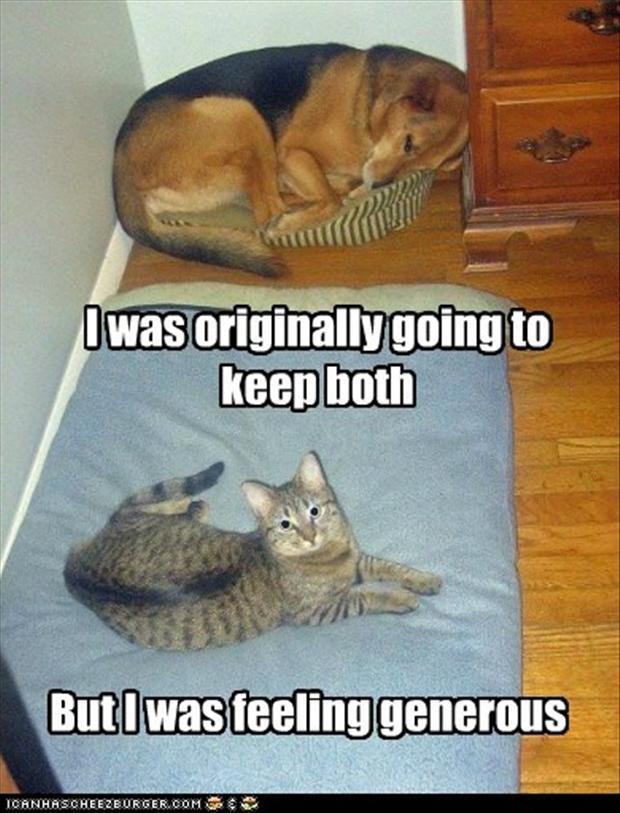 funny dogs and cats with captions