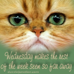 Cat Wednesday Quotes. QuotesGram