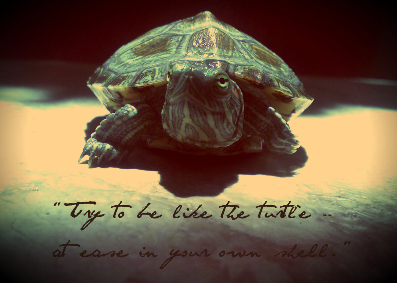 Inspirational Turtle Quote