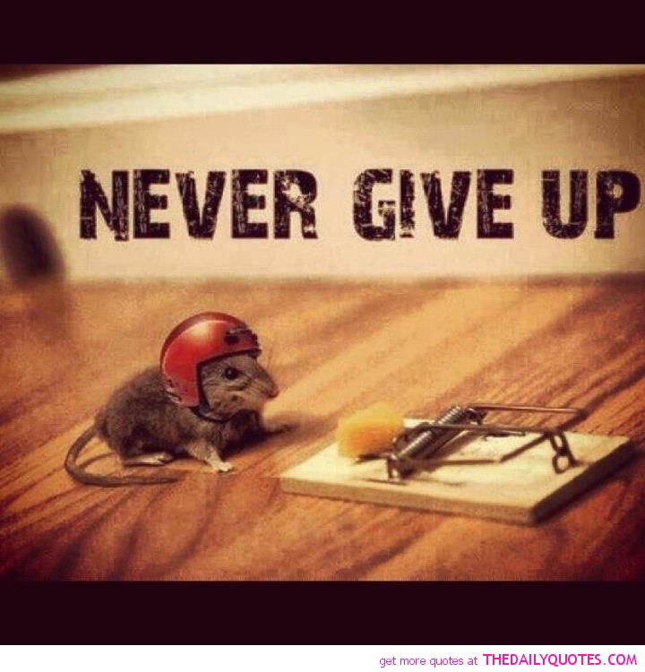 Never Give Up Funny Quotes. QuotesGram Never Give Up Funny Quotes. QuotesGram