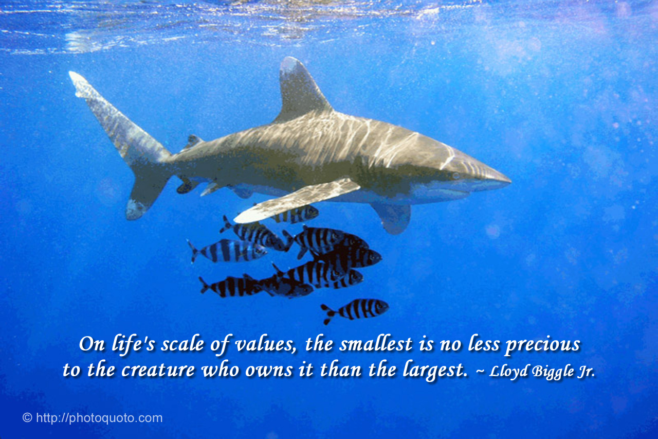 Shark Motivational Quotes. QuotesGram