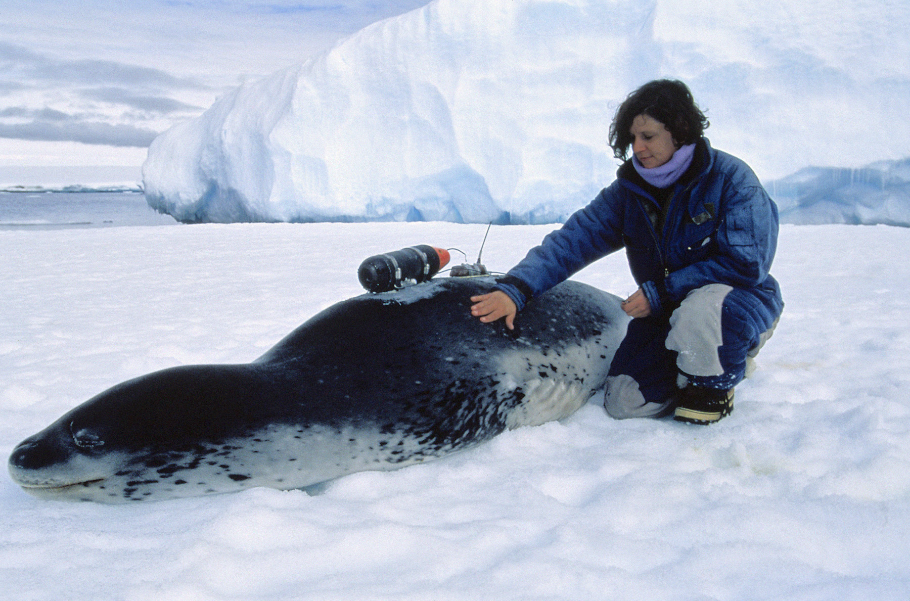 Gingervitis South Park Quotes. QuotesGram