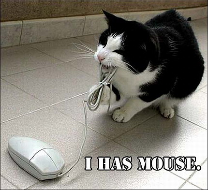 Cat And Mouse Quotes Quotesgram