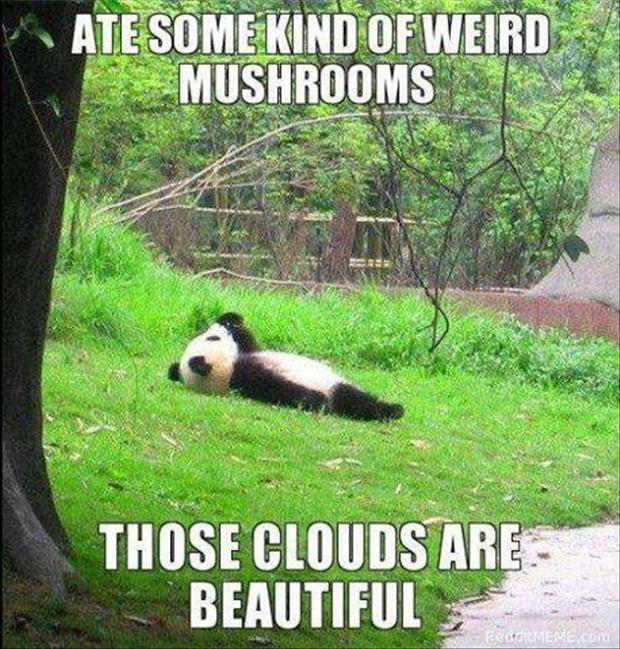 Baby Panda Bear Funny Quotes Quotesgram