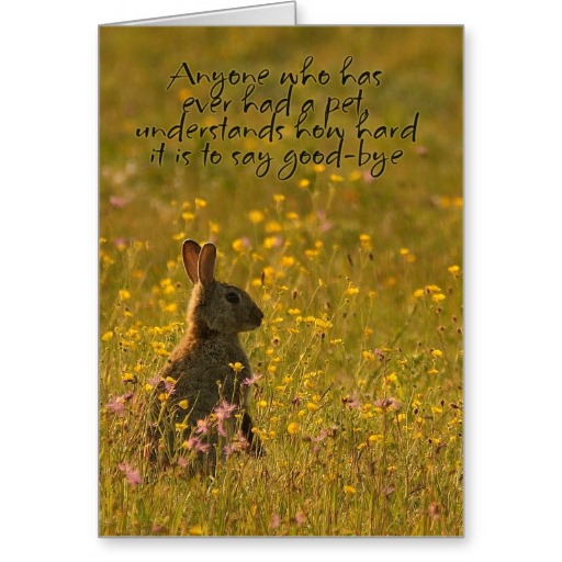 Dead Pet Fish Quotes. QuotesGram