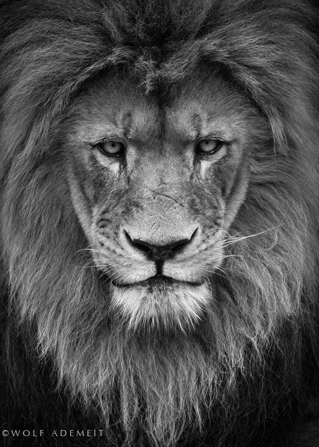 Persistence Quotes About Lions Quotesgram