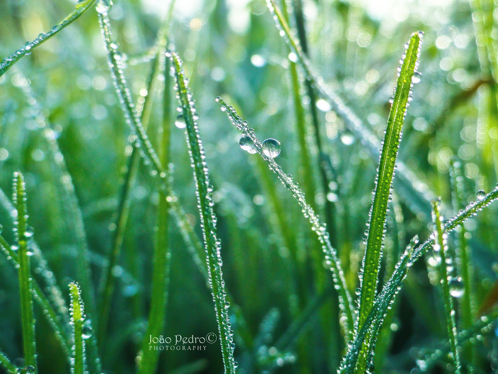 Quotes About Morning Dew. QuotesGram