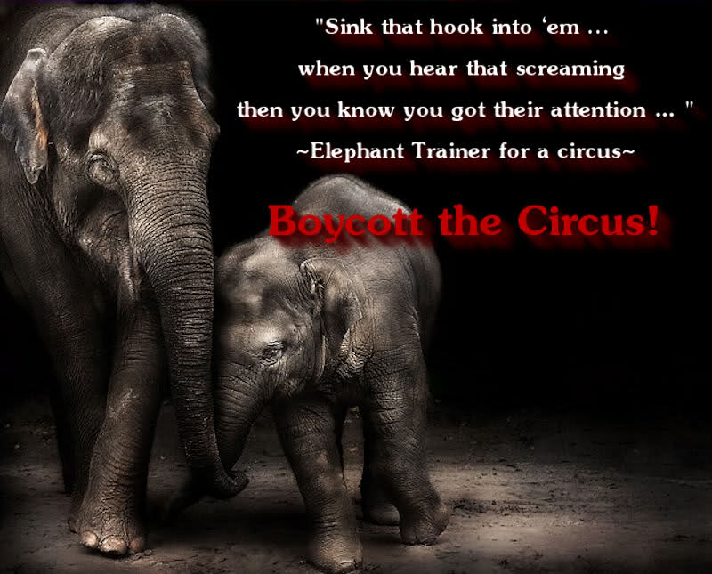 Circus Animal Cruelty Quotes. QuotesGram
