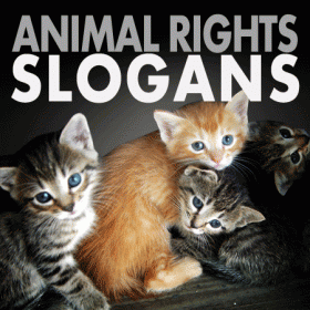 Animal Rights Quotes And Slogans. QuotesGram