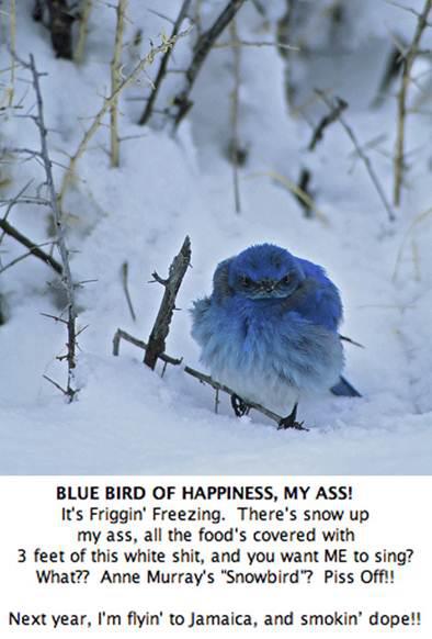 Bluebirds Quotes Quotesgram