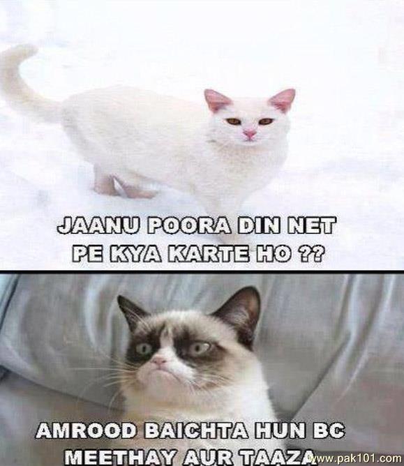 Grumpy Cat The Face That Launched A Thousand Memes Dead At Seven