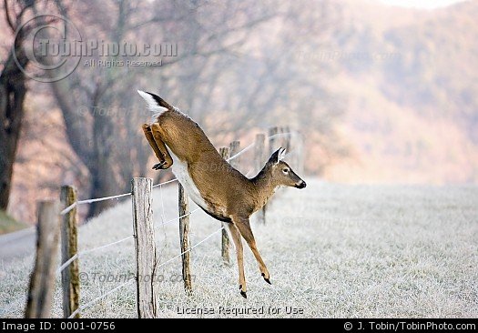 Deer Jumping Quotes. QuotesGram
