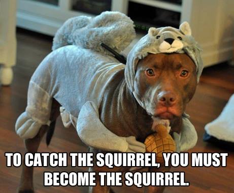 funny pitbull pictures