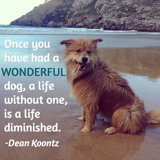 When Your Dog Dies Quotes QuotesGram