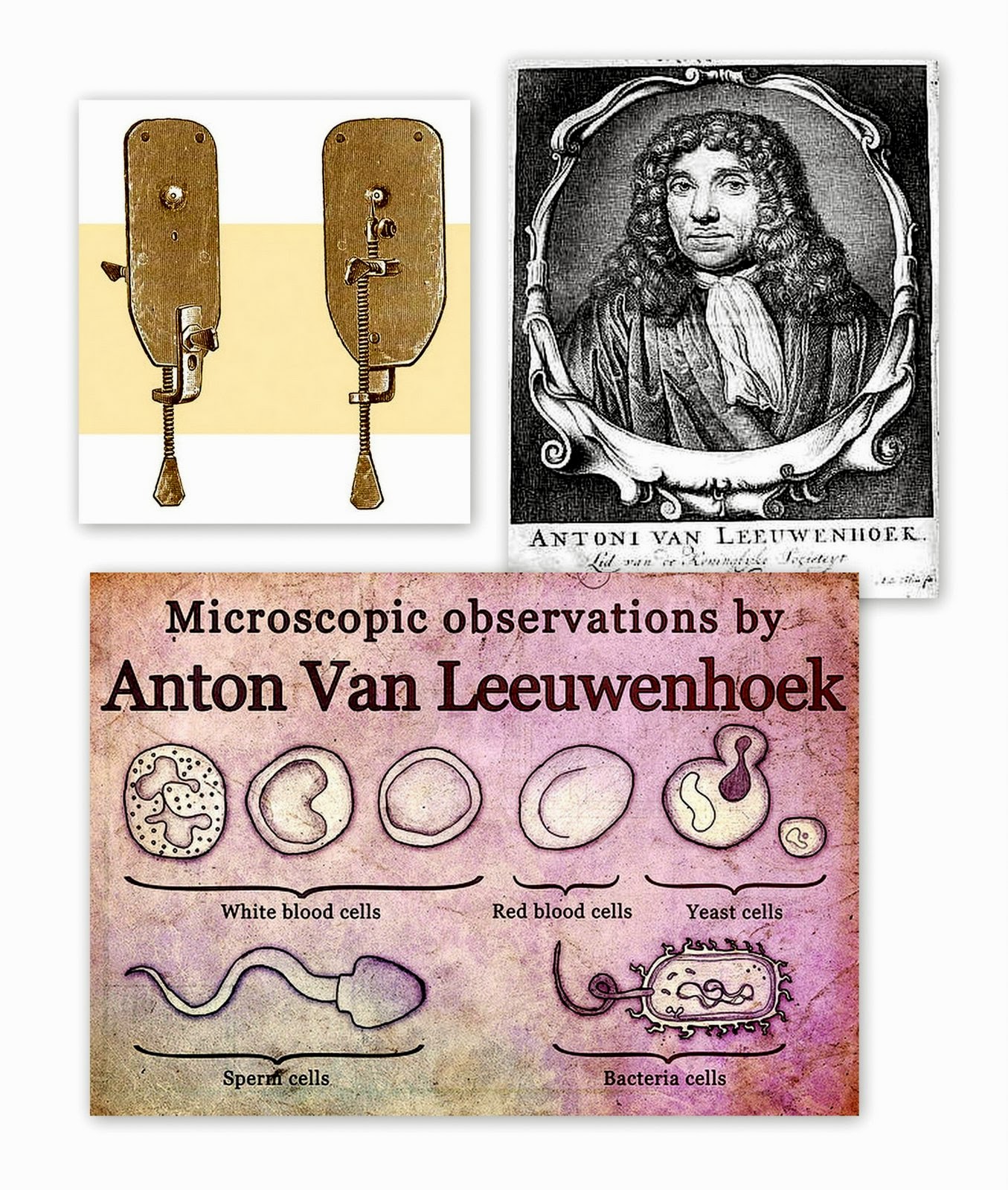 Anton Von Leeuwenhoek Quotes. QuotesGram