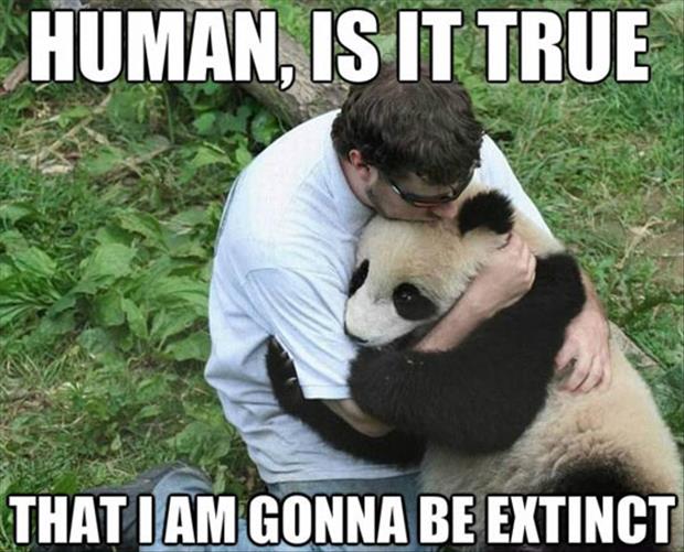 Racist Panda Quotes Quotesgram