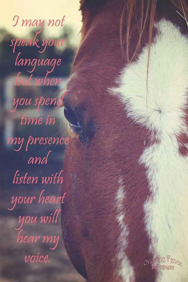 Therapy Horse Quotes. QuotesGram
