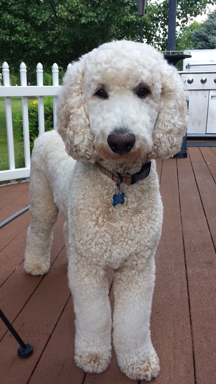 standard poodle with teddy bear cut