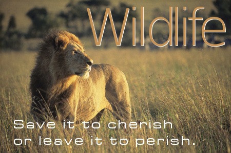 Wildlife Conservation Quotes And Sayings. QuotesGram