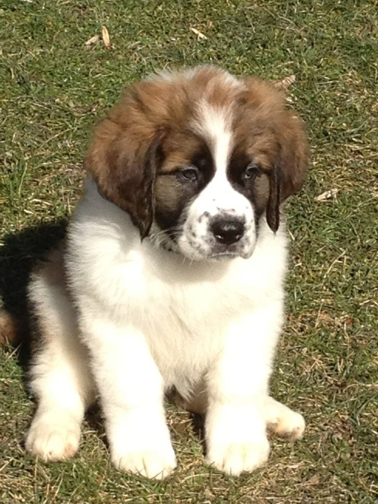 8 week best sale old saint bernard