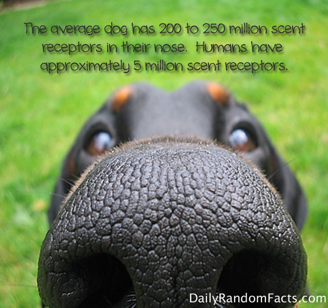 Dog Nose Quotes. QuotesGram