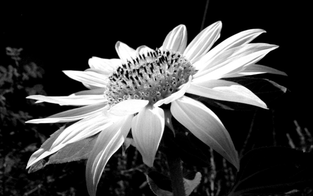 tumblr wallpapers black and white flowers