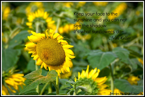 Happy Quotes About Sunflowers. QuotesGram