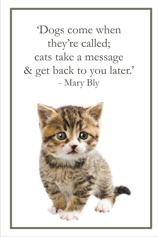 Cat Sayings Quotes Quotesgram