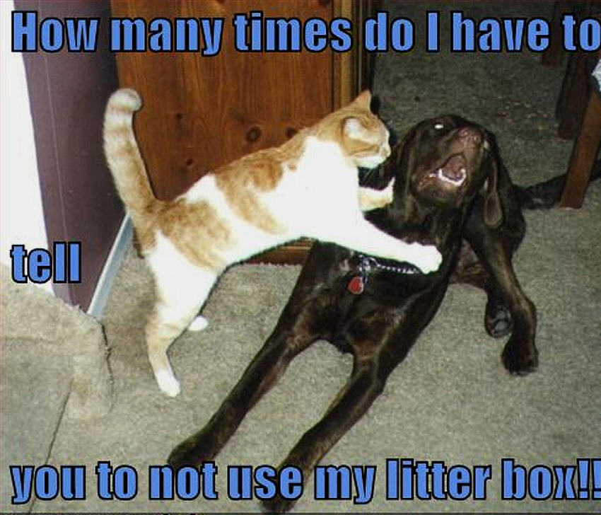 Quotes Funny Cats And Dogs. QuotesGram