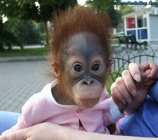 Quotes About Monkeys For Babies Quotesgram