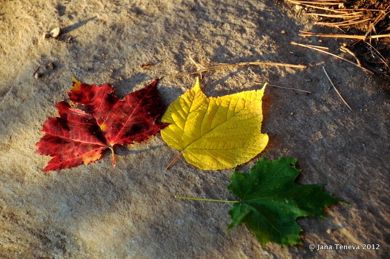 Inspirational Quotes About Leaves. QuotesGram