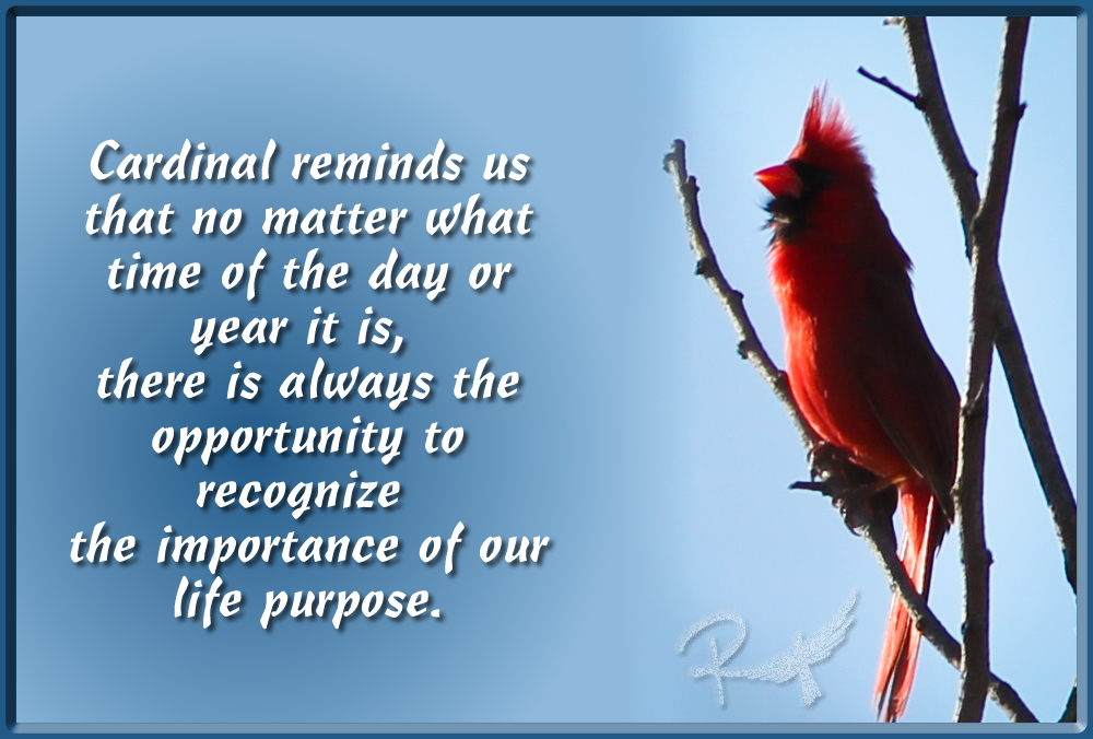 Cardinal Love Birds Quotes Quotesgram