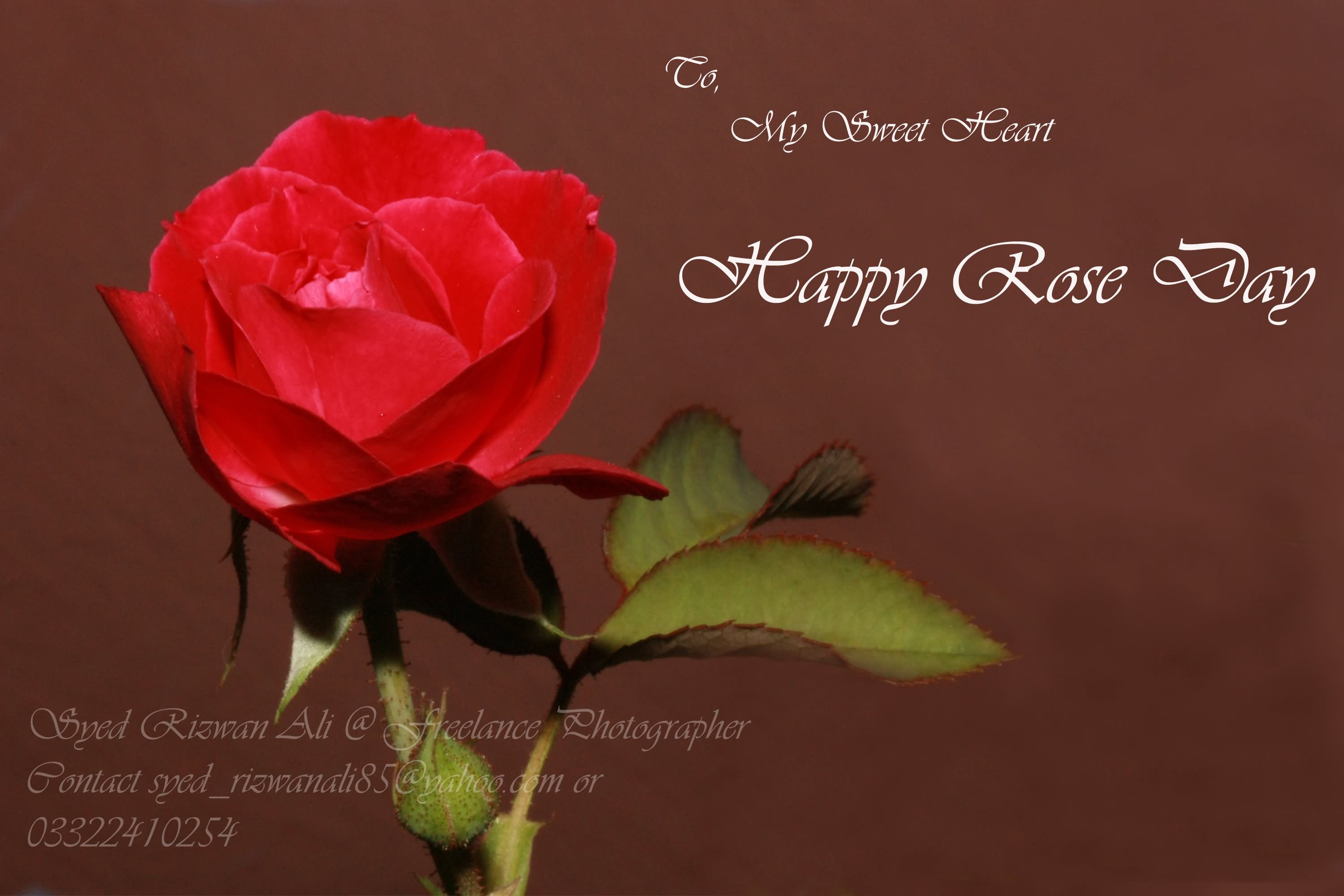 Featured image of post Good Night My Love Images Rose