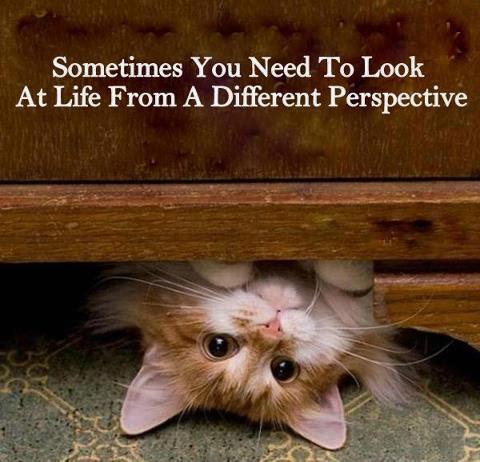 Cat Humor Funny Quotes. QuotesGram