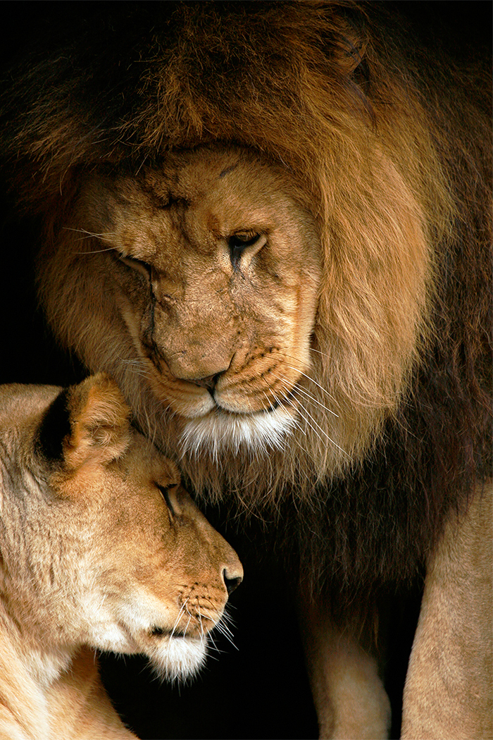African Lions Love Quotes Quotesgram